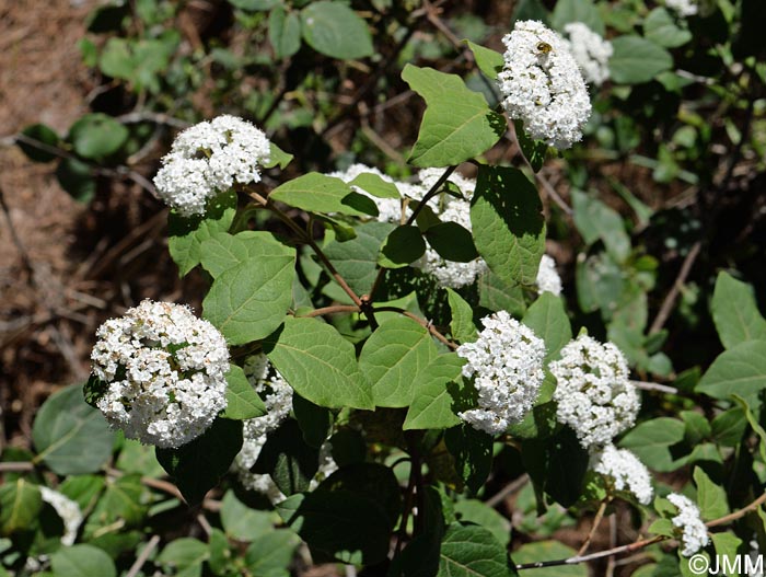 Viburnum rigidum