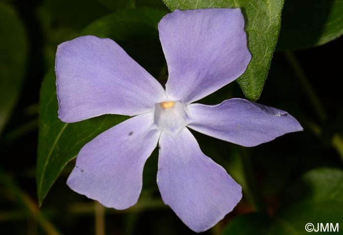 Vinca major