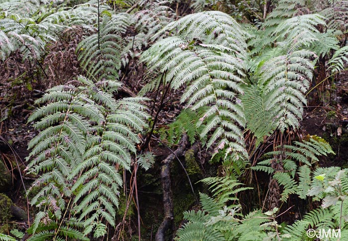 Woodwardia radicans