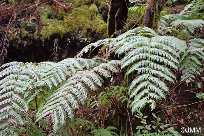 Woodwardia radicans