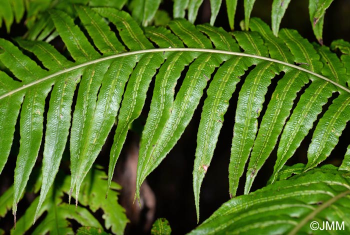 Woodwardia radicans