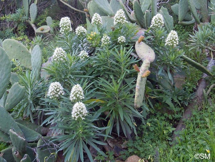 Echium giganteum