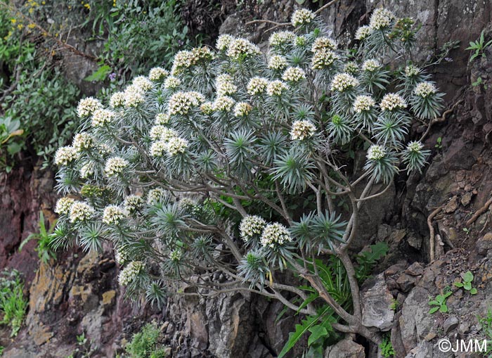 Echium leucophaeum