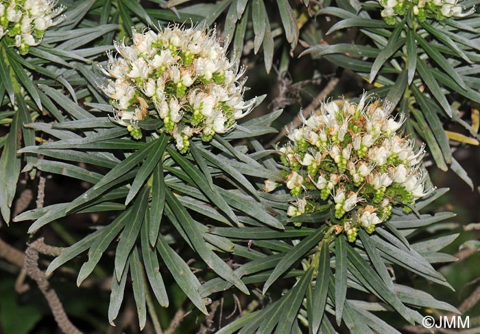 Echium leucophaeum