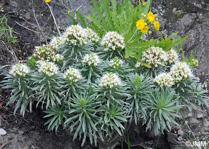 Echium leucophaeum