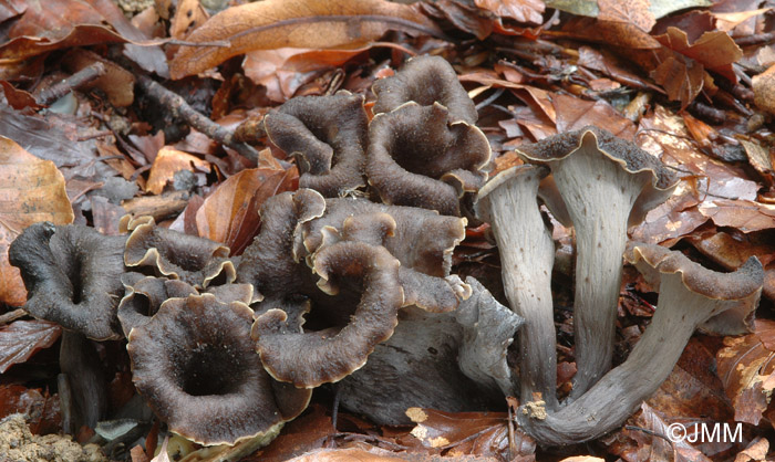 Craterellus cornucopioides