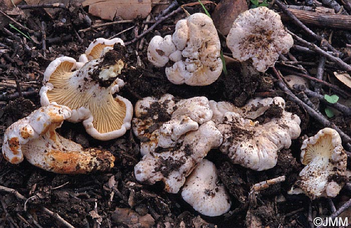 Cantharellus alborufescens