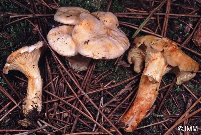 Cantharellus alborufescens