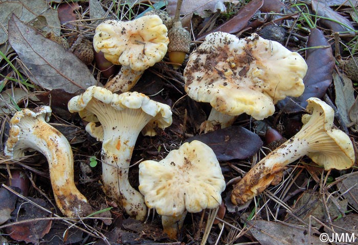 Cantharellus alborufescens