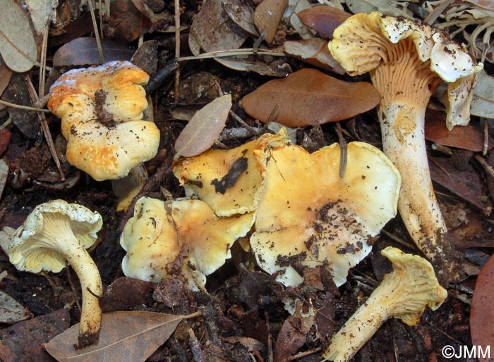 Cantharellus alborufescens