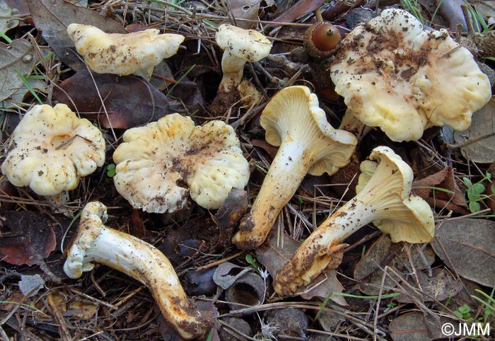 Cantharellus alborufescens