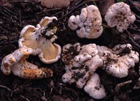 Cantharellus alborufescens