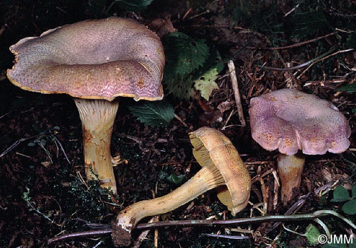 Cantharellus amethysteus