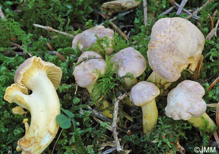 Cantharellus amethysteus