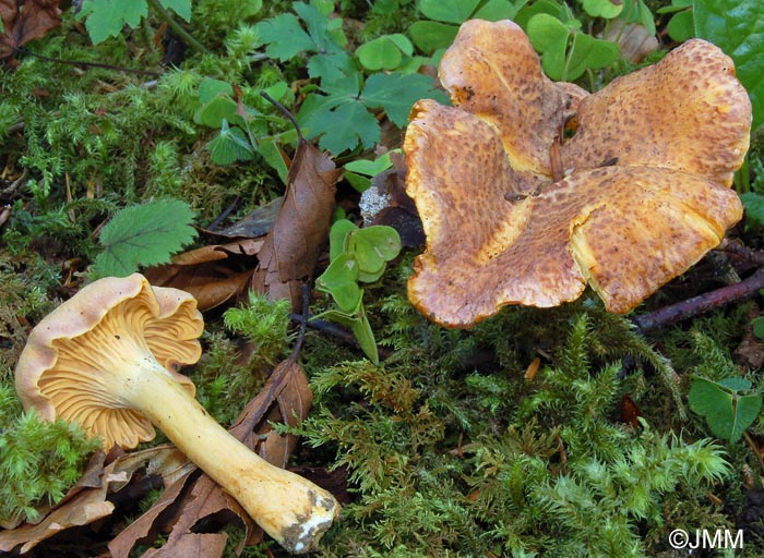 Cantharellus amethysteus