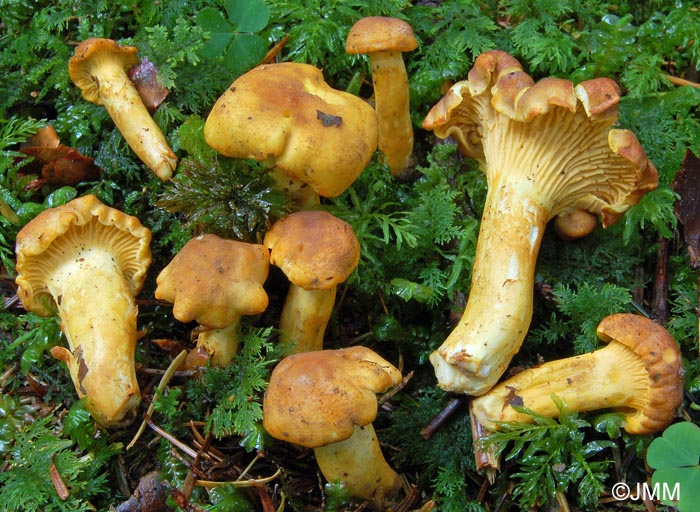 Cantharellus amethysteus