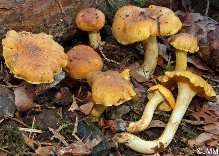 Cantharellus amethysteus