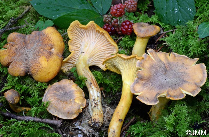 Cantharellus amethysteus