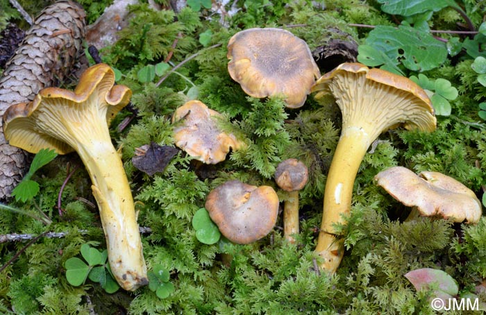 Cantharellus amethysteus