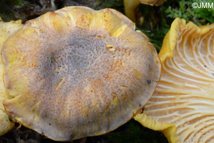 Cantharellus amethysteus