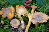 Cantharellus amethysteus