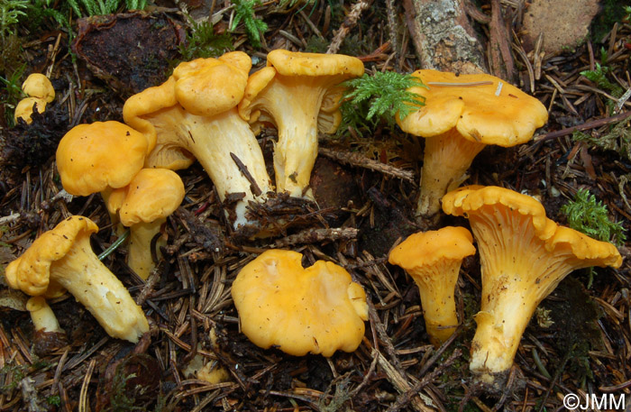 Cantharellus cibarius