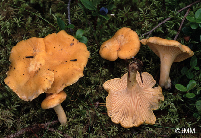 Cantharellus cibarius