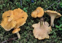 Cantharellus cibarius