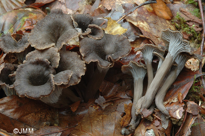 Craterellus cinereus = Cantharellus cinereus