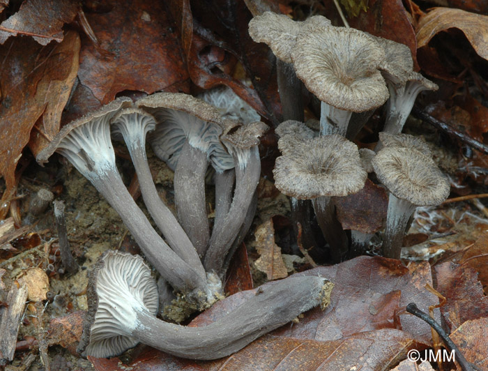 Craterellus cinereus = Cantharellus cinereus