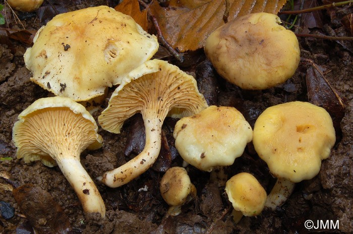 Cantharellus ferruginascens