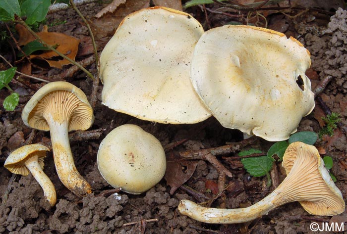 Cantharellus ferruginascens