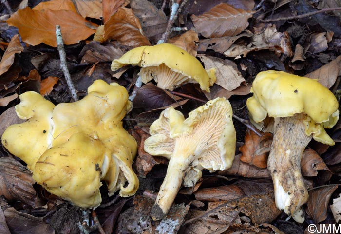 Cantharellus ferruginascens