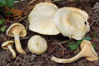 Cantharellus ferruginascens