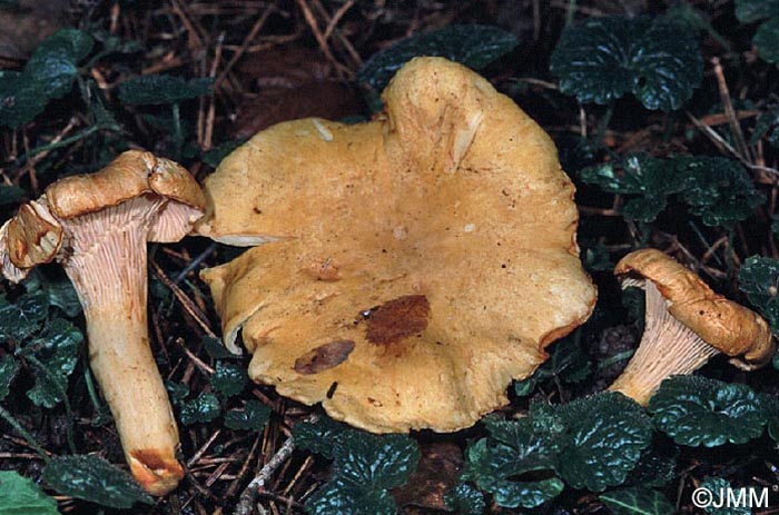 Cantharellus formosus