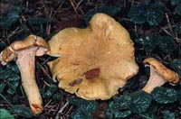 Cantharellus formosus