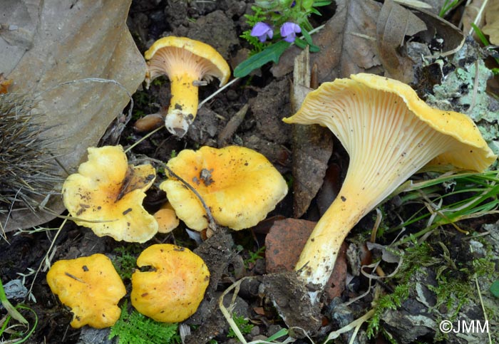 Cantharellus friesii