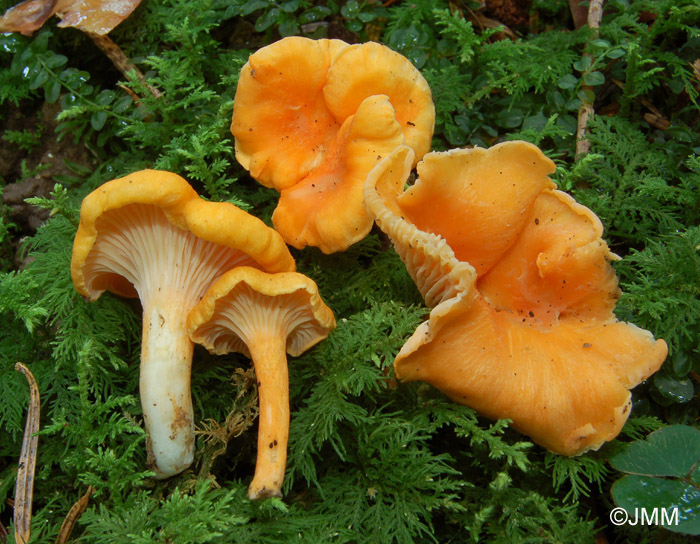 Cantharellus friesii