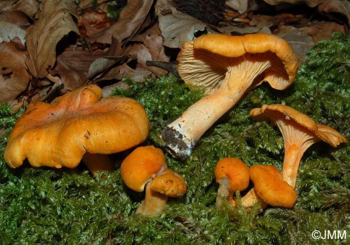 Cantharellus friesii