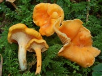 Cantharellus friesii