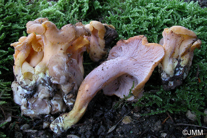 Craterellus ianthinoxanthus = Cantharellus ianthinoxanthus