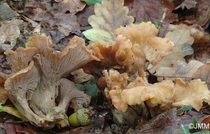 Craterellus ianthinoxanthus = Cantharellus ianthinoxanthus