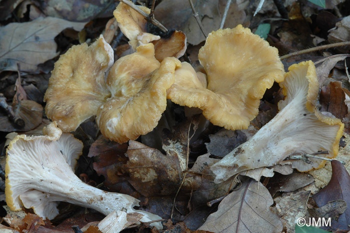 Craterellus ianthinoxanthus = Cantharellus ianthinoxanthus