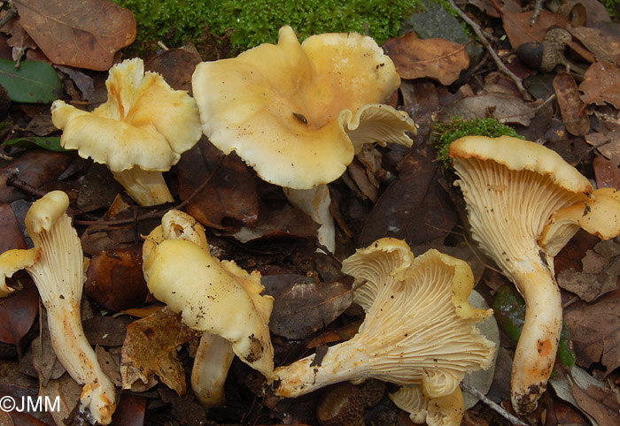 Cantharellus lilacinopruinatus