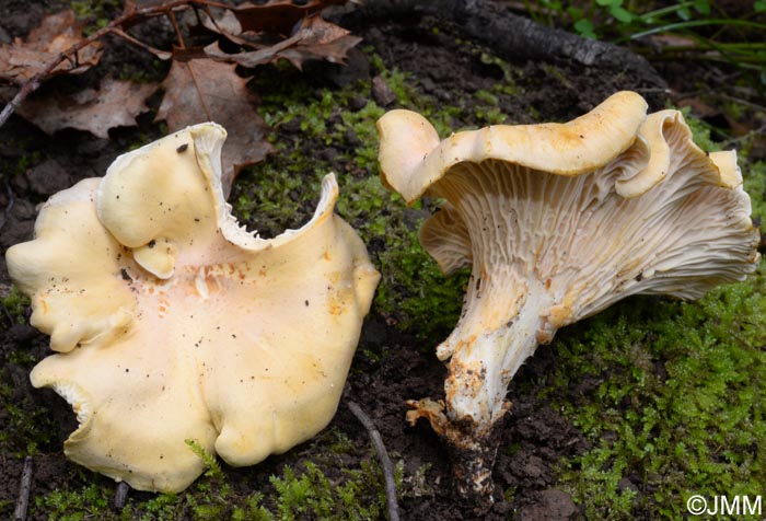 Cantharellus lilacinopruinatus