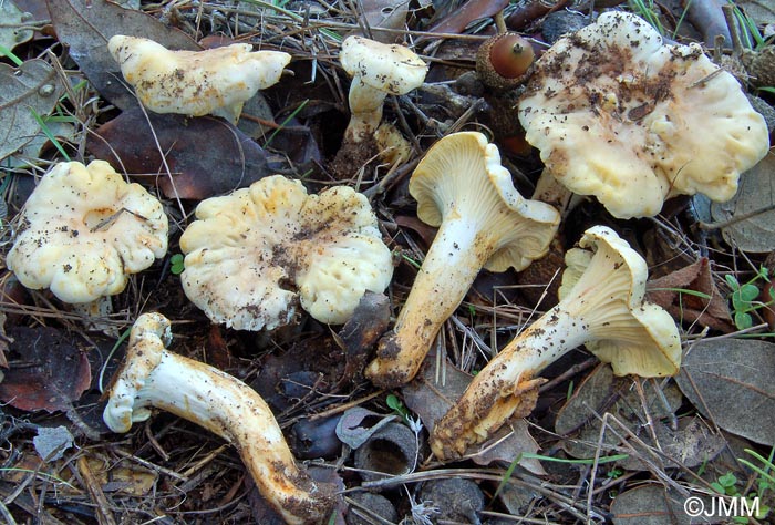 Cantharellus lilacinopruinatus