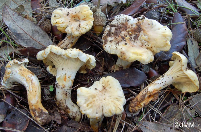 Cantharellus lilacinopruinatus