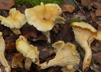 Cantharellus lilacinopruinatus