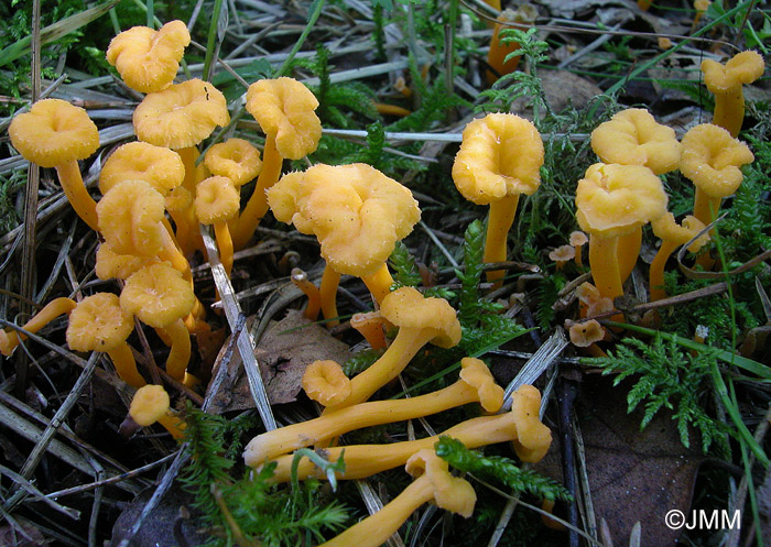 Craterellus lutescens f. luteocomus = Cantharellus lutescens f. luteocomus = Craterellus luteocomus