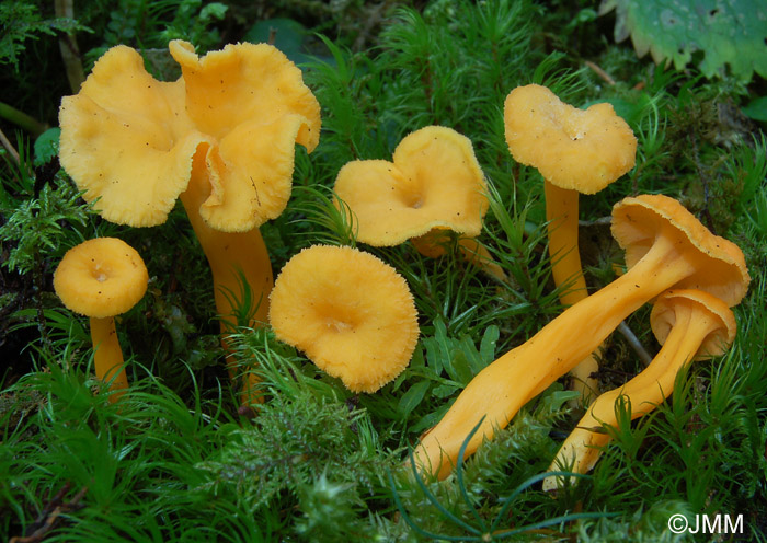 Craterellus lutescens f. luteocomus = Cantharellus lutescens f. luteocomus = Craterellus luteocomus